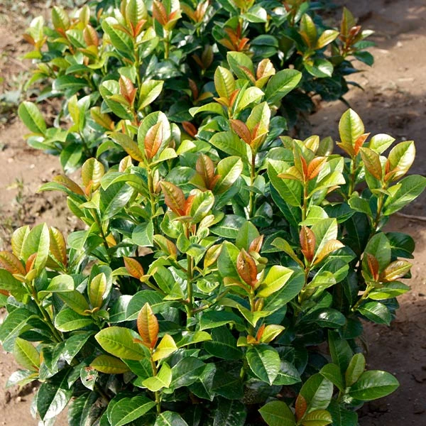 Volcano Cherry Laurel 1 Volcano Cherry Laurel