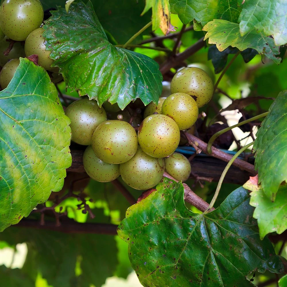 Wine Lover's Kit 5 Wine Lover's Kit - Image 5