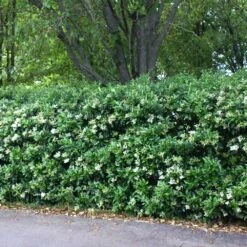 Waxleaf Privet Hedge -Garden Supplies Sales Store Wax Leaf Privet 2 BB