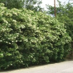 Waxleaf Privet Hedge -Garden Supplies Sales Store Wax Leaf Privet 3 BB