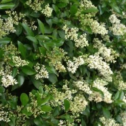 Waxleaf Privet Hedge -Garden Supplies Sales Store Wax Leaf Privet 4 BB