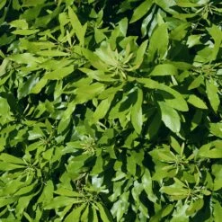 Wax Myrtle Shrub -Garden Supplies Sales Store Wax Myrtle 2 FGT