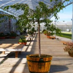 Weeping Extraordinaire™ Cherry Tree -Garden Supplies Sales Store Weeping Extraordinaire Cherry 1