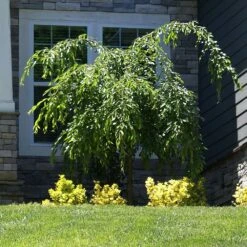 Weeping Extraordinaire™ Cherry Tree -Garden Supplies Sales Store Weeping Extraordinaire Cherry 4