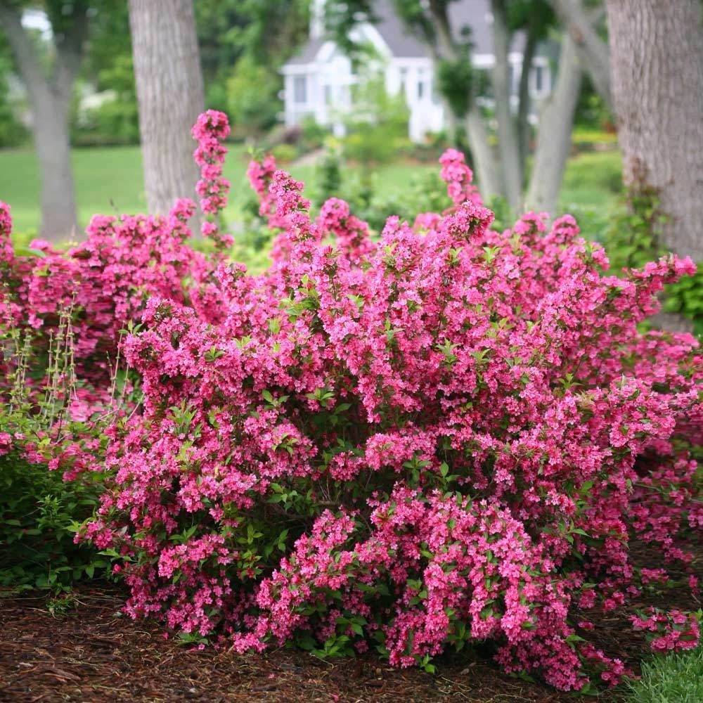 Sonic Bloom® Weigela Shrub 2 Sonic Bloom® Weigela Shrub - Image 2