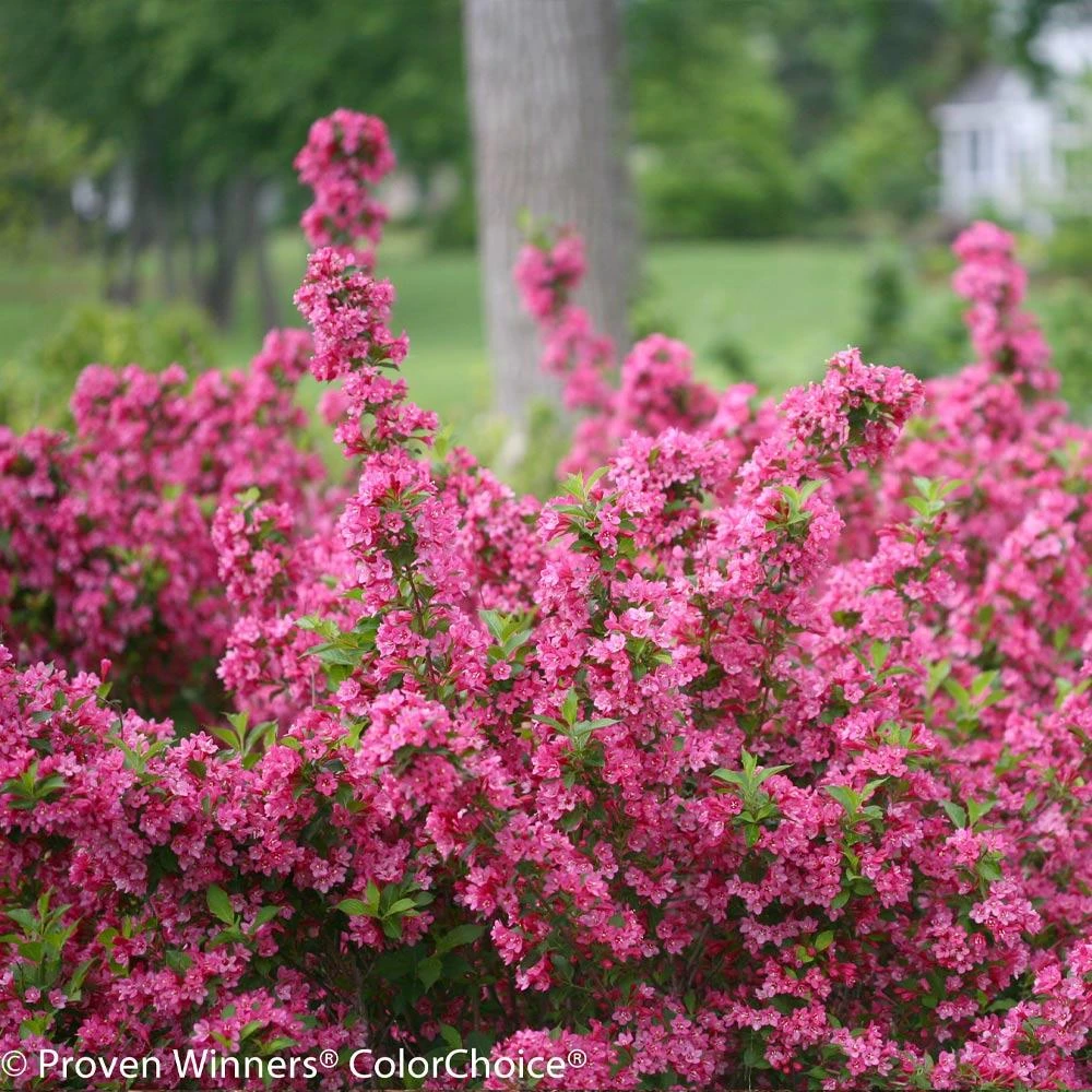 Sonic Bloom® Weigela Shrub 3 Sonic Bloom® Weigela Shrub - Image 3
