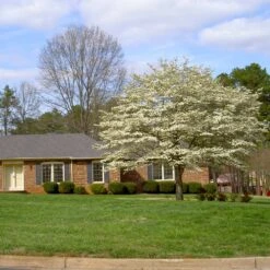 White Dogwood Tree -Garden Supplies Sales Store White Dogwood 11 BB