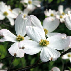 White Dogwood Tree -Garden Supplies Sales Store White Dogwood 20 BB