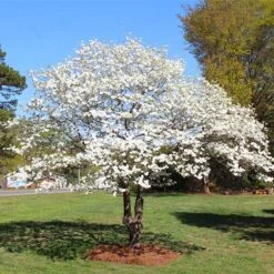 White Dogwood Tree -Garden Supplies Sales Store White Dogwood 3 BB