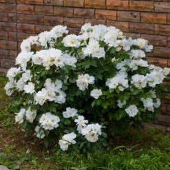 White Knock Out® Rose -Garden Supplies Sales Store White Knockout Rose 4
