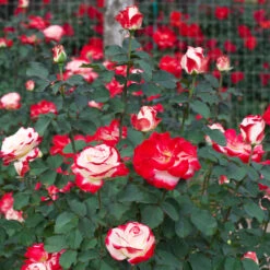 White Lies™ Rose -Garden Supplies Sales Store White Lies Rose 1