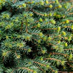 White Spruce Tree 8 White Spruce Tree -Garden Supplies Sales Store White Spruce Tree 3 BB