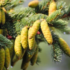 White Spruce Tree 9 White Spruce Tree -Garden Supplies Sales Store White Spruce Tree 4