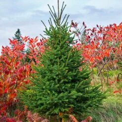 White Spruce Tree 7 White Spruce Tree -Garden Supplies Sales Store White Spruce Tree 6 BB