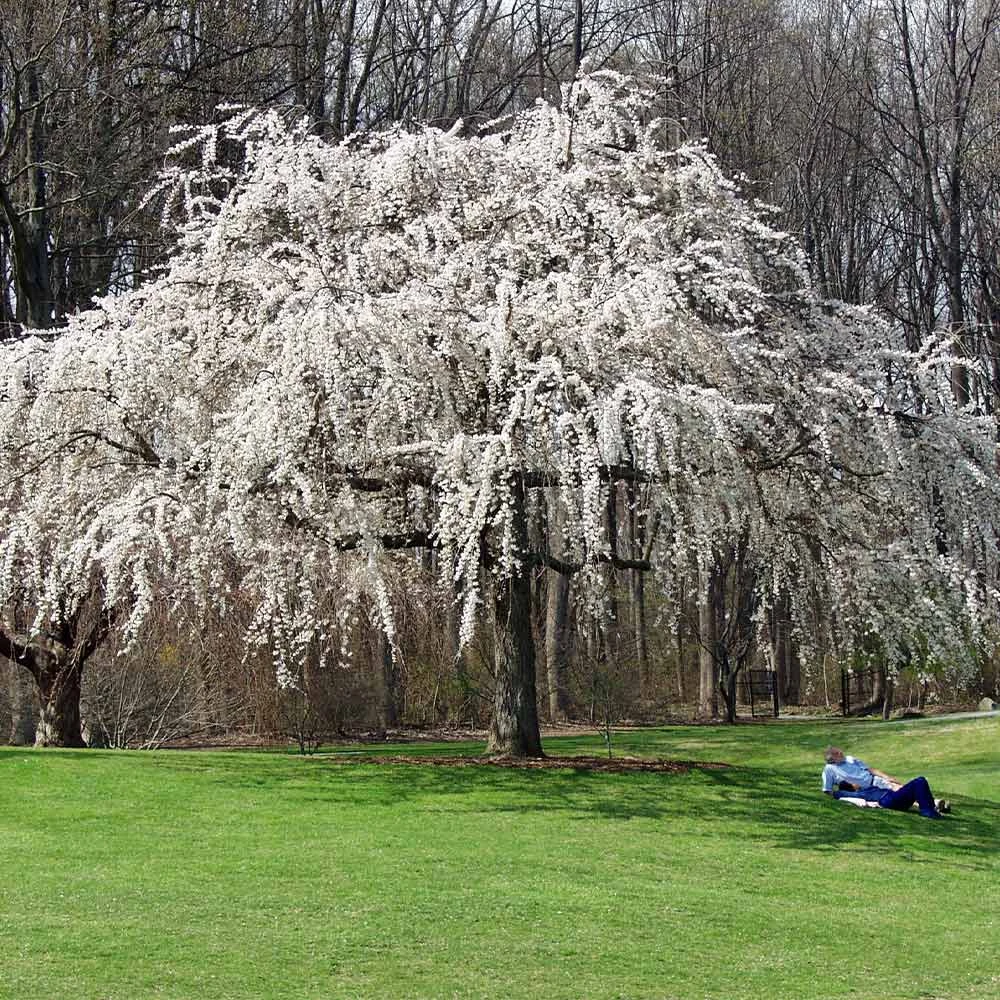 White Weeping Cherry Tree 2 White Weeping Cherry Tree - Image 2