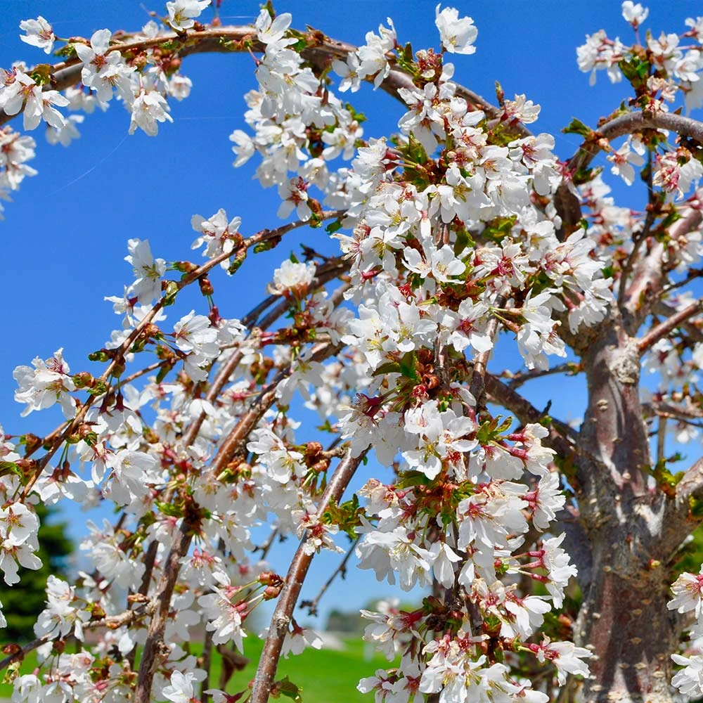 White Weeping Cherry Tree 3 White Weeping Cherry Tree - Image 3
