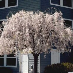White Weeping Cherry Tree 8 White Weeping Cherry Tree -Garden Supplies Sales Store White Weeping Cherry 6