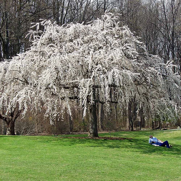 White Weeping Cherry Tree 1 White Weeping Cherry Tree