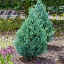 Wichita Blue Juniper Tree -Garden Supplies Sales Store Wichita Blue Juniper 4