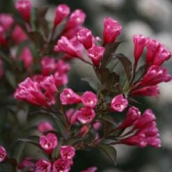 Wine & Roses® Weigela Shrub -Garden Supplies Sales Store Wine and Roses Weigela 3 FGT