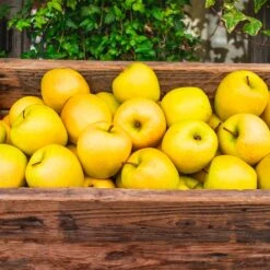 Golden Delicious Apple Tree -Garden Supplies Sales Store Yellow Delicious Apples 3 BB