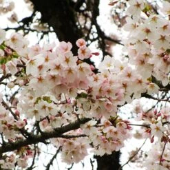 Yoshino Cherry Tree 6 Yoshino Cherry Tree -Garden Supplies Sales Store Yoshino Cherry 6 BB