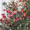 Yuletide Camellia Shrub