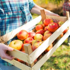 Zestar Apple Tree 5 Zestar Apple Tree -Garden Supplies Sales Store Zestar Apple 1 BB