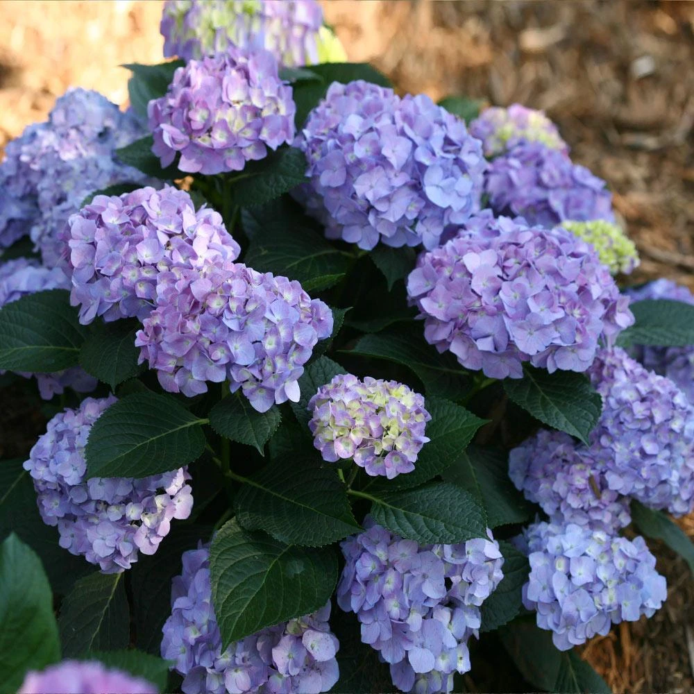 Let's Dance® Blue Jangles Hydrangea Shrub 2 Let's Dance® Blue Jangles Hydrangea Shrub - Image 2
