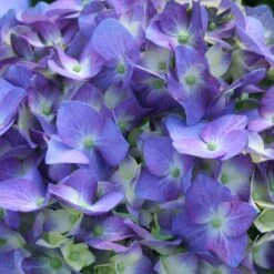 Let's Dance® Blue Jangles Hydrangea Shrub 7 Let's Dance® Blue Jangles Hydrangea Shrub -Garden Supplies Sales Store hydrangea lets dance blue jangles 3