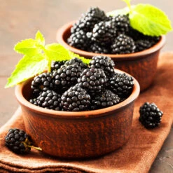 Kiowa Blackberry Bush -Garden Supplies Sales Store kiowa blackberry 3