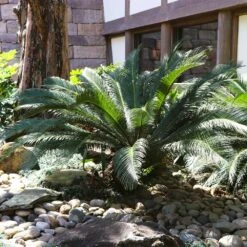 Garden Supplies Sales Store -Garden Supplies Sales Store sago palm 10 BB