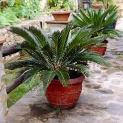 Sago Palm Tree 12 Sago Palm Tree -Garden Supplies Sales Store sago palm 2 BB