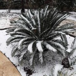 Sago Palm Tree 13 Sago Palm Tree -Garden Supplies Sales Store sago palm 8 BB