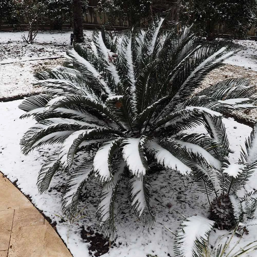 Sago Palm Tree 7 Sago Palm Tree - Image 7