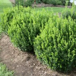 Sprinter® Boxwood Shrub -Garden Supplies Sales Store sprinter boxwood 1 BB