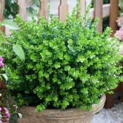 Sprinter® Boxwood Shrub -Garden Supplies Sales Store sprinter boxwood 3