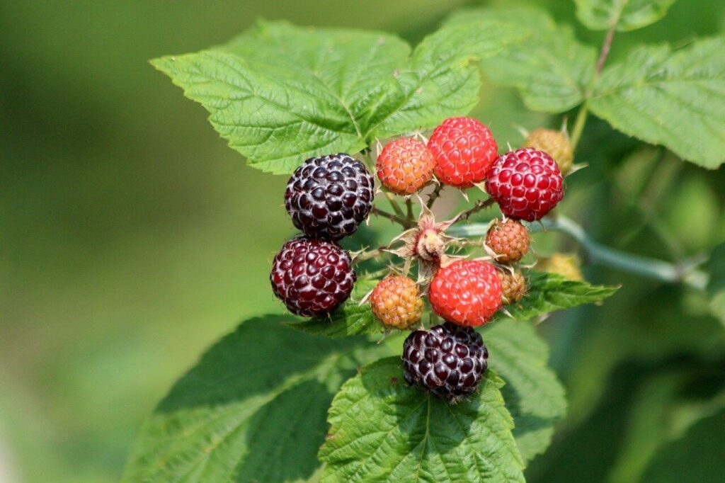 Garden Supplies Sales Store -Garden Supplies Sales Store wild black raspberries